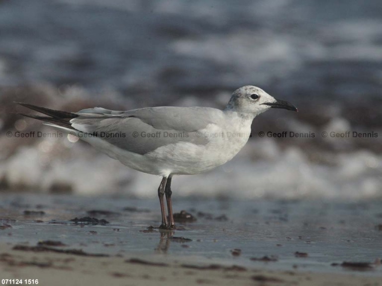 LAGU-BA_Laughing-Gull