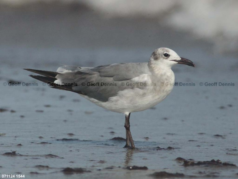 LAGU-BB_Laughing-Gull