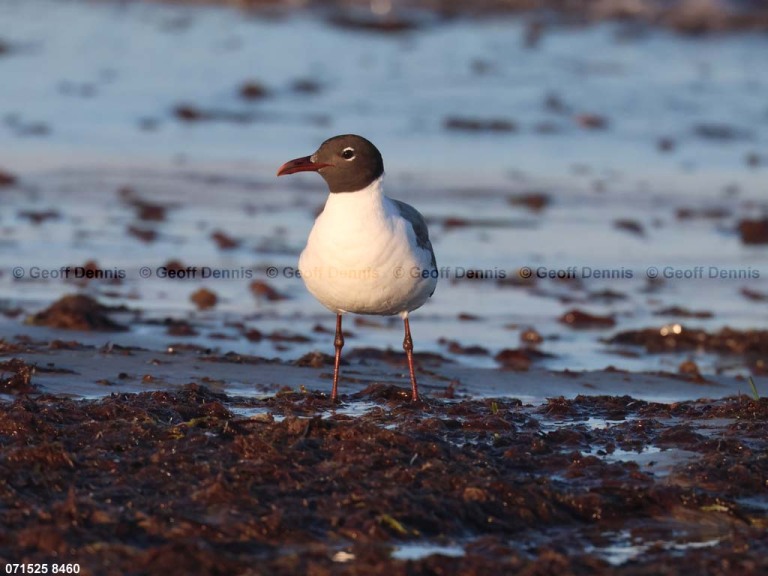 LAGU-BC_Laughing-Gull