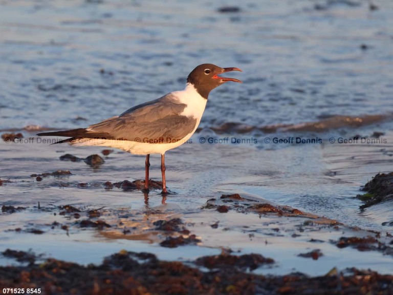 LAGU-BD_Laughing-Gull