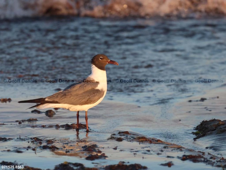 LAGU-BE_Laughing-Gull