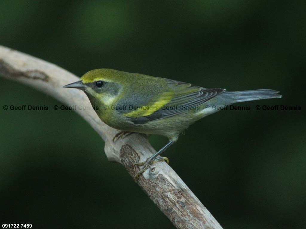LAWA-AA_Lawrences-Warbler