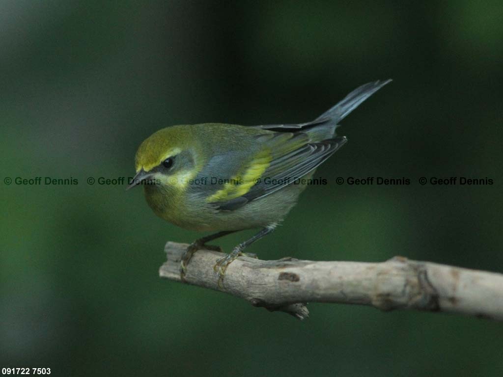 LAWA-AC_Lawrences-Warbler