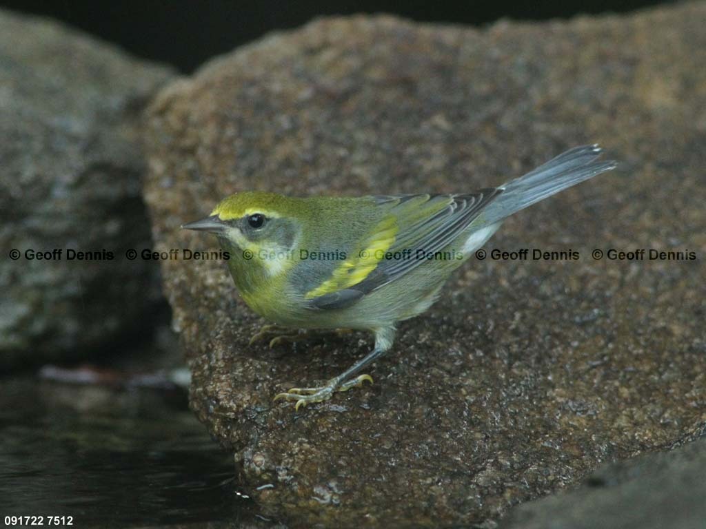 LAWA-AD_Lawrences-Warbler