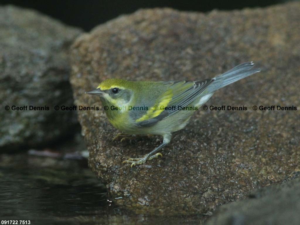 LAWA-AE_Lawrences-Warbler