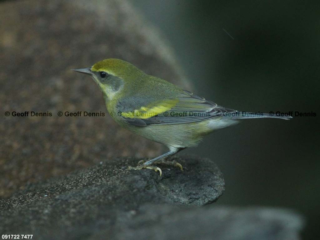 LAWA-AG_Lawrences-Warbler