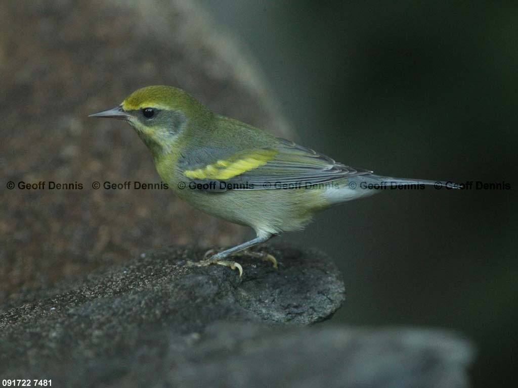 LAWA-AH_Lawrences-Warbler