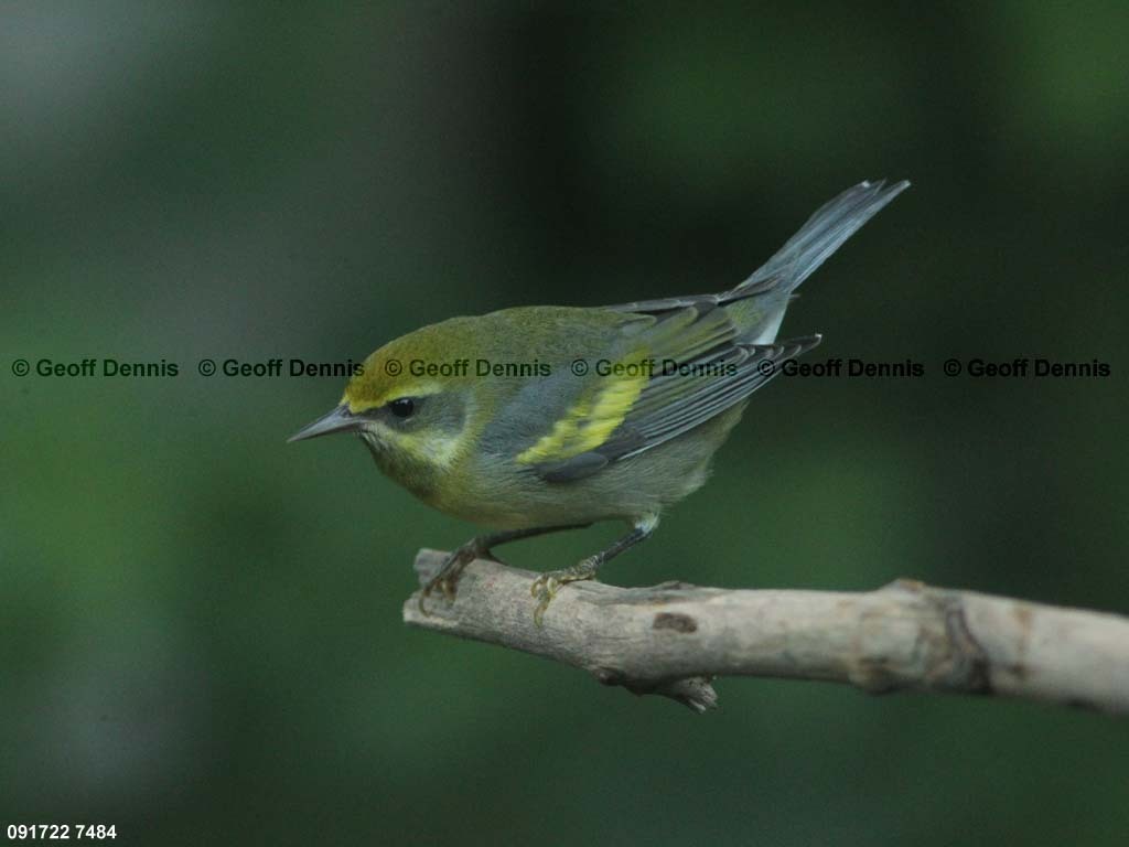 LAWA-AI_Lawrences-Warbler