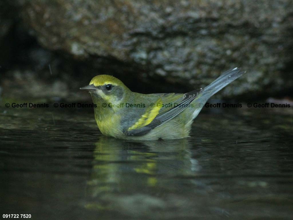 LAWA-AJ_Lawrences-Warbler