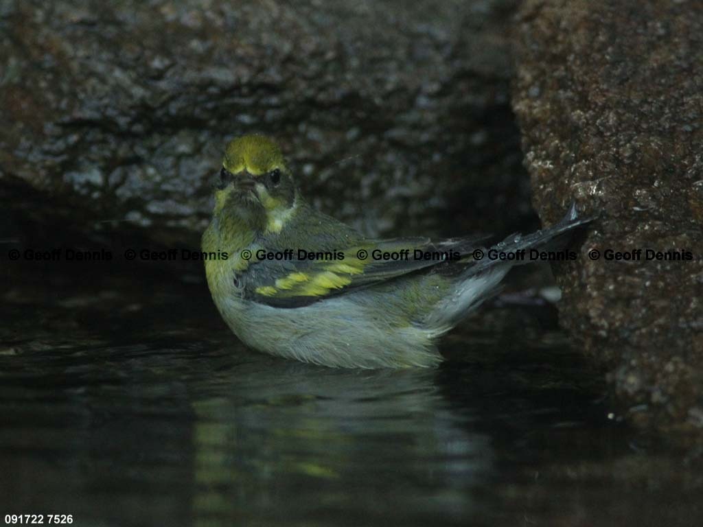 LAWA-AK_Lawrences-Warbler