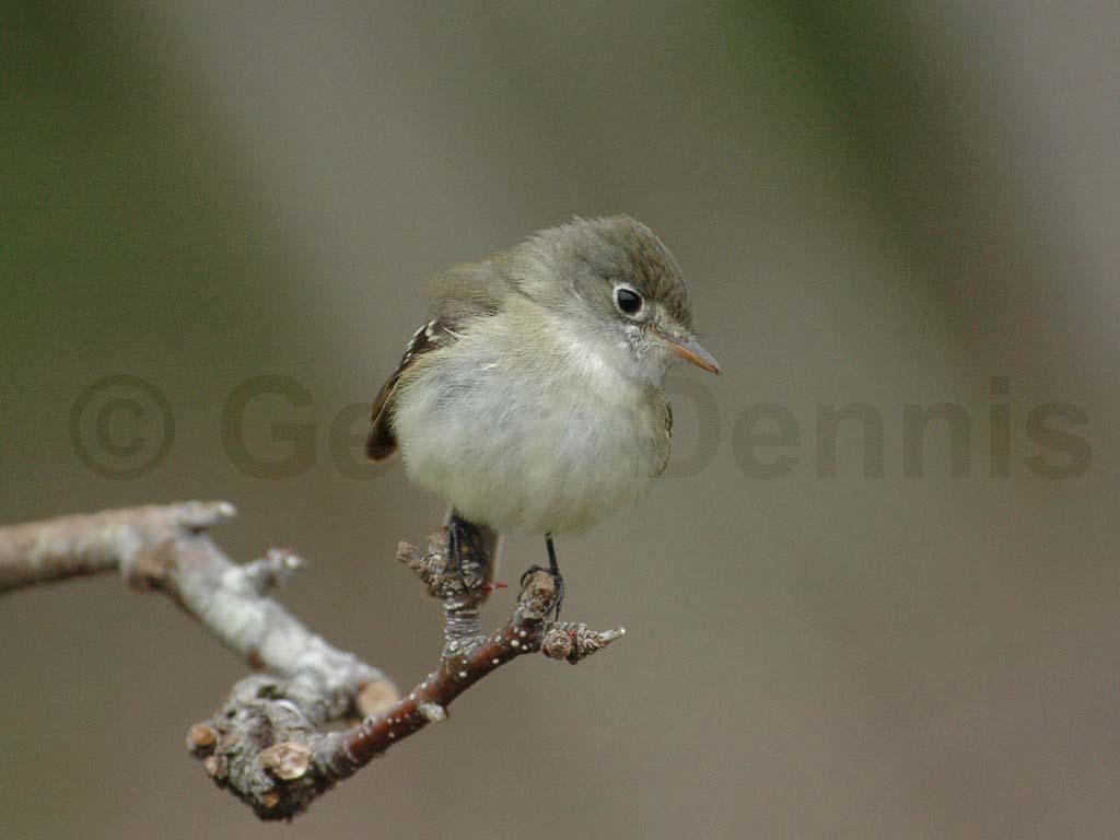 LEFL-AA_Least-Flycatcher