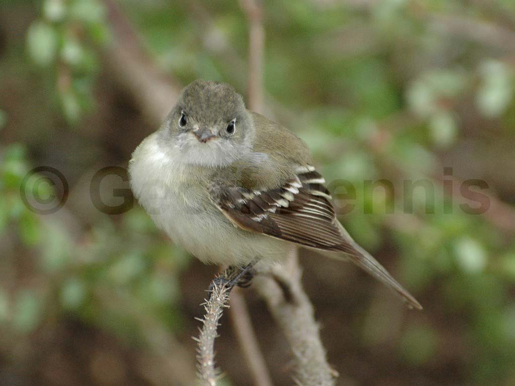 LEFL-AB_Least-Flycatcher