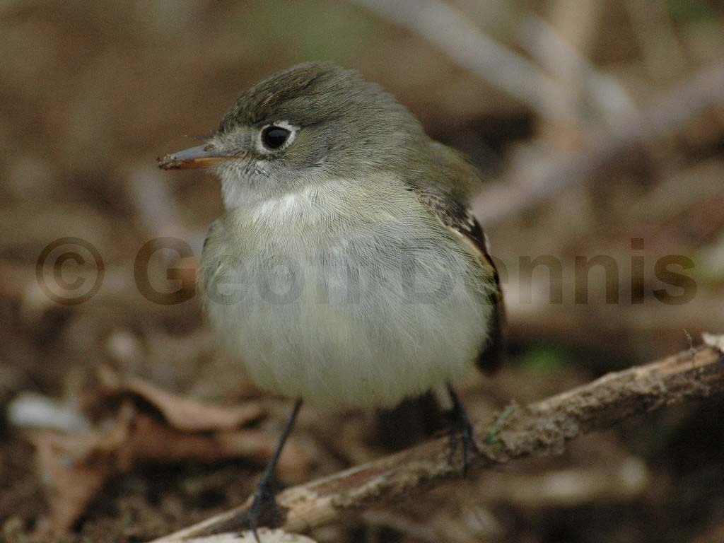 LEFL-AC_Least-Flycatcher