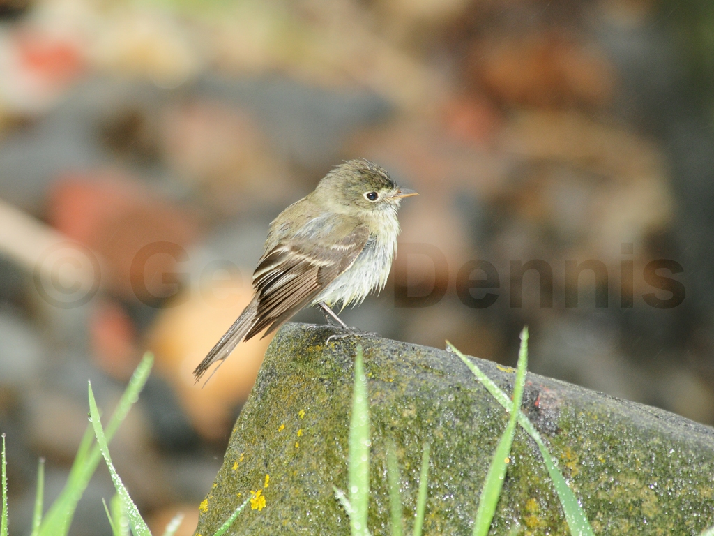 LEFL-AD_Least-Flycatcher