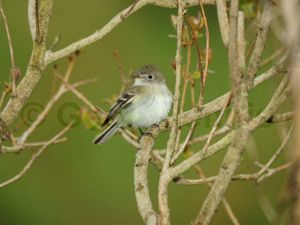 LEFL-AE_Least-Flycatcher