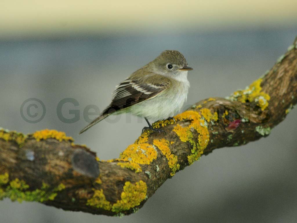 LEFL-AF_Least-Flycatcher