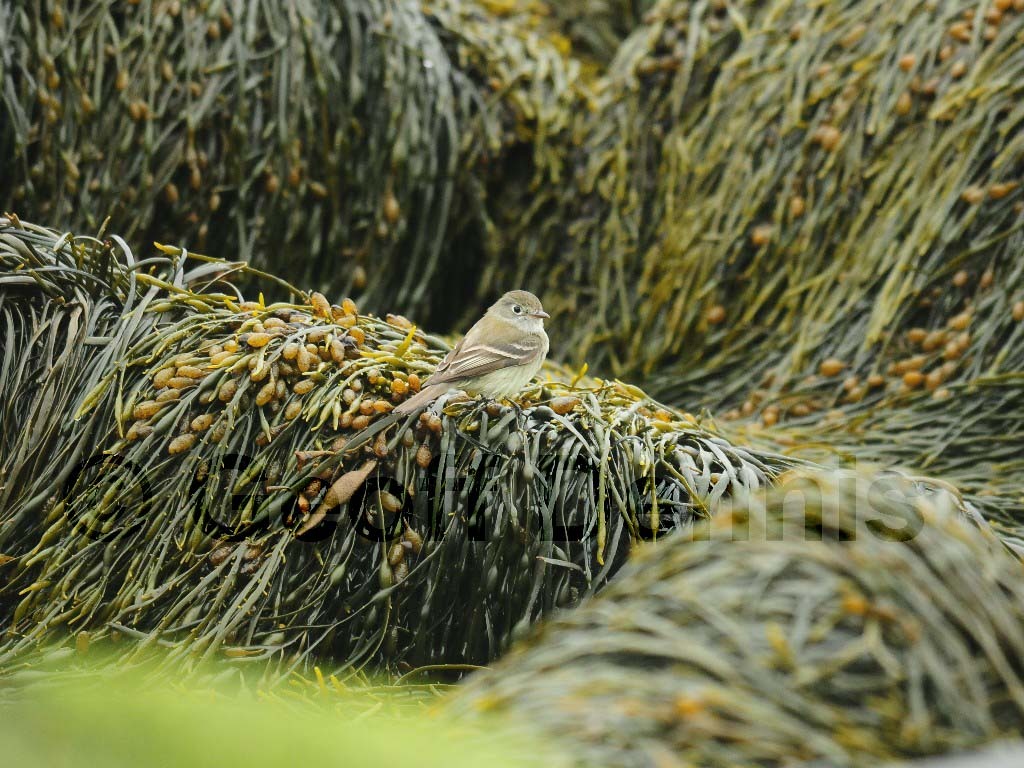 LEFL-AG_Least-Flycatcher