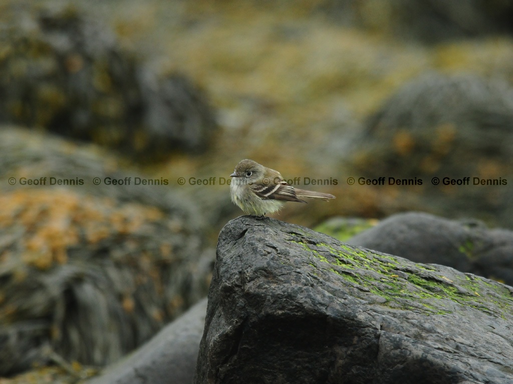 LEFL-AH_Least-Flycatcher