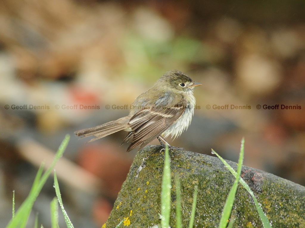 LEFL-AI_Least-Flycatcher