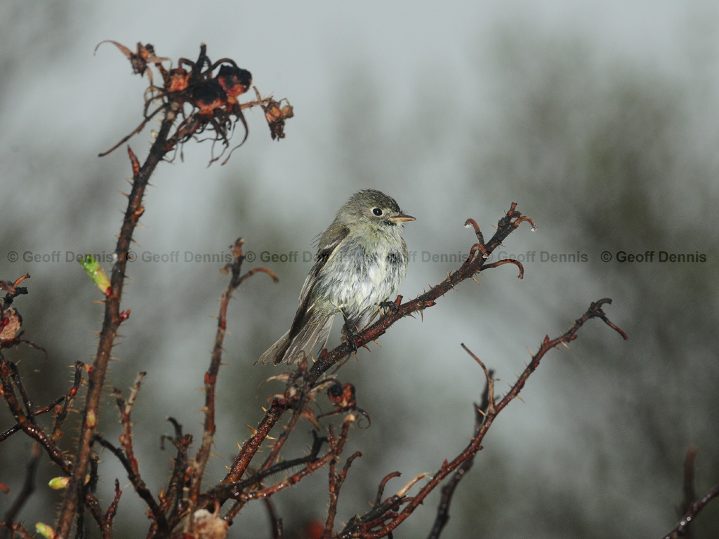 LEFL-AJ_Least-Flycatcher