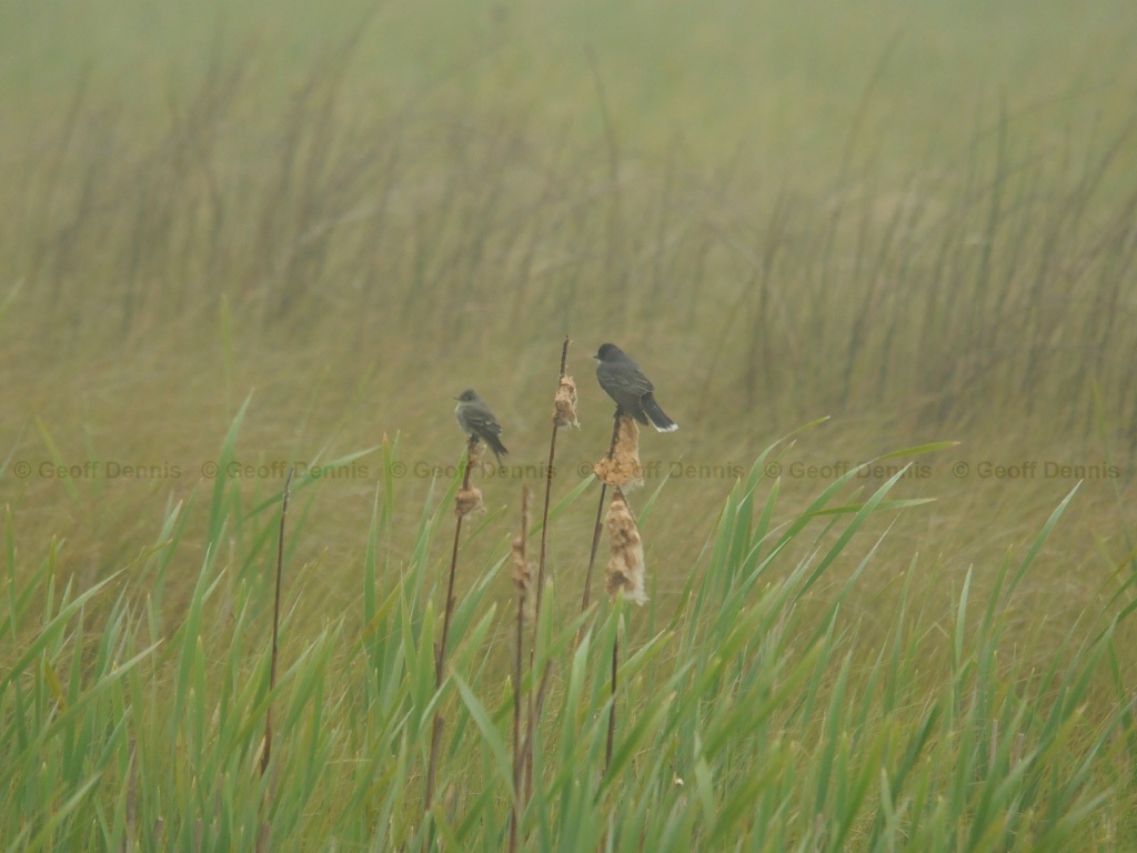 LEFL-AK_Least-Flycatcher
