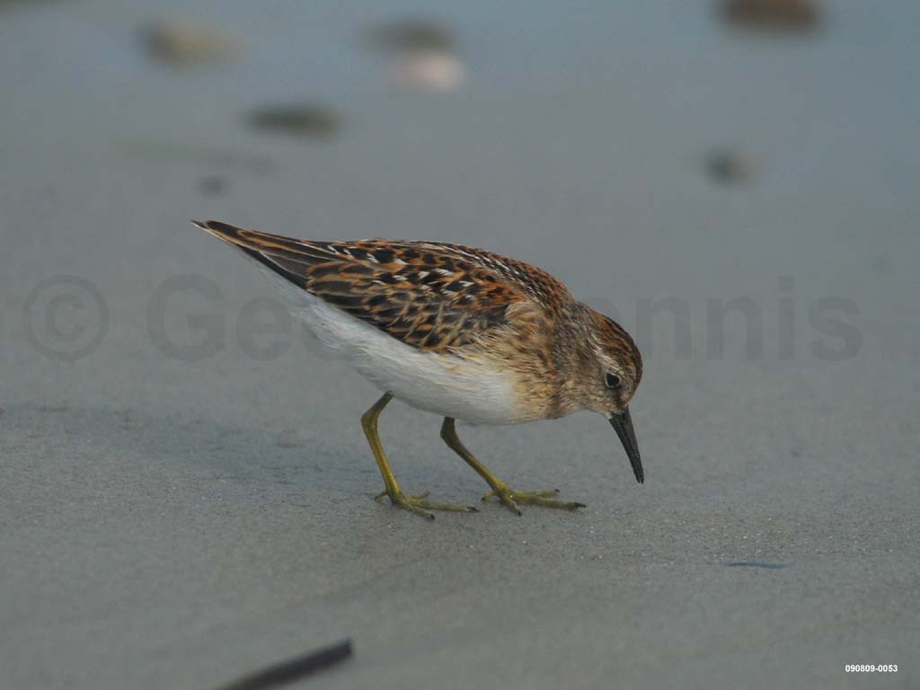 LESA-AA_Least-Sandpiper