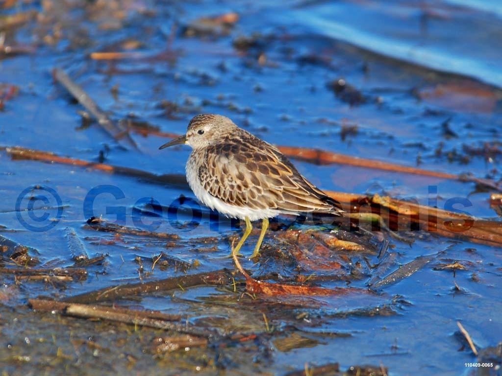 LESA-AB_Least-Sandpiper