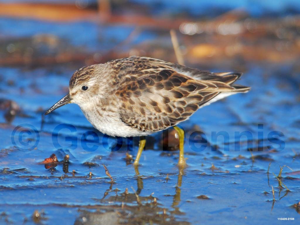 LESA-AC_Least-Sandpiper
