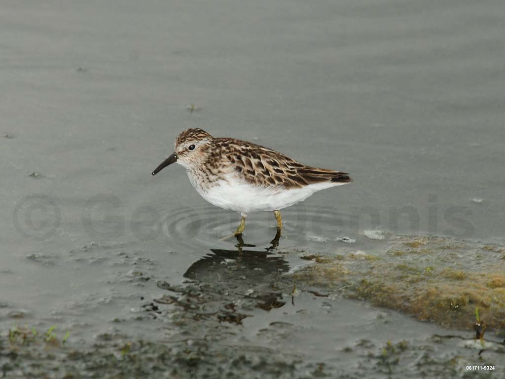 LESA-AD_Least-Sandpiper