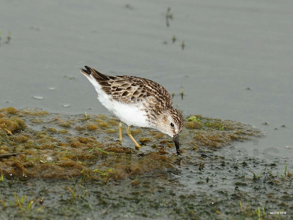 LESA-AE_Least-Sandpiper