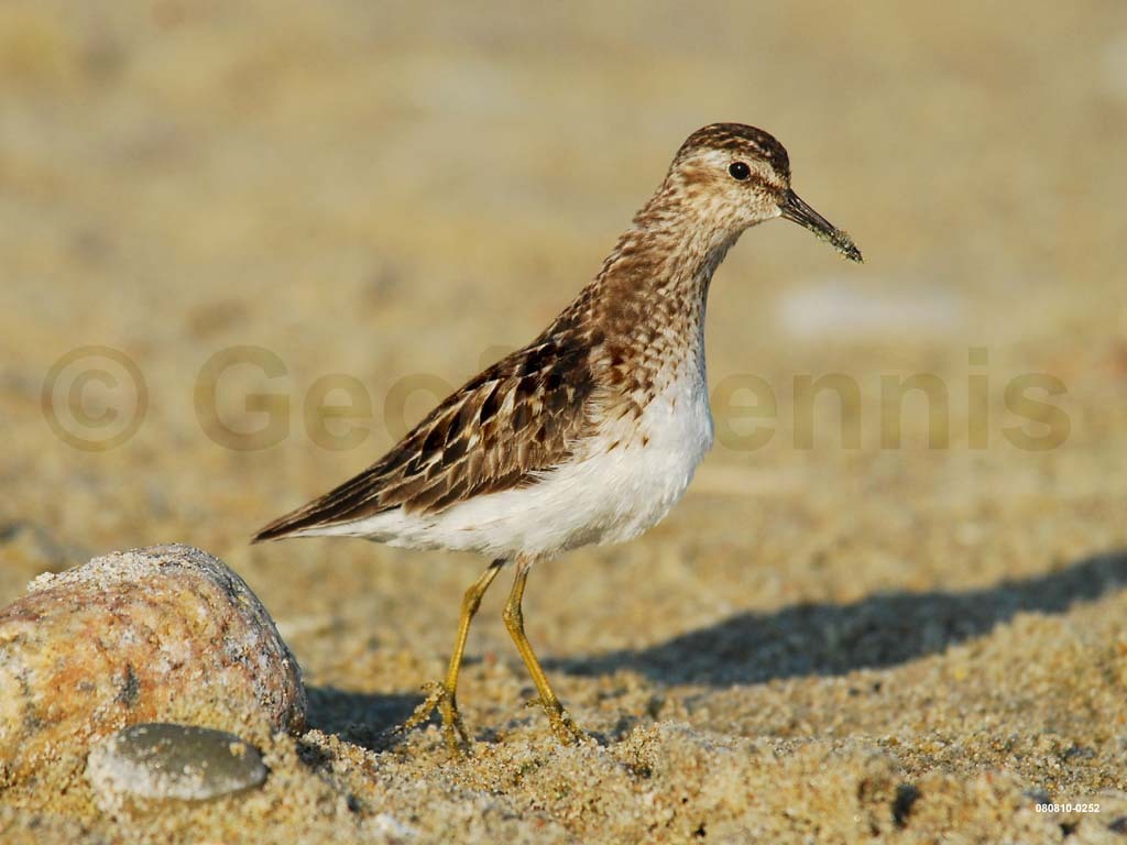 LESA-AF_Least-Sandpiper