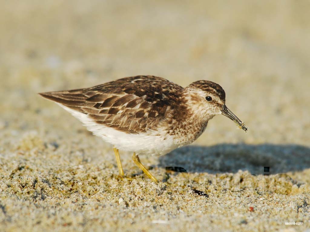 LESA-AG_Least-Sandpiper
