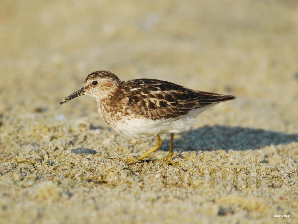 LESA-AH_Least-Sandpiper
