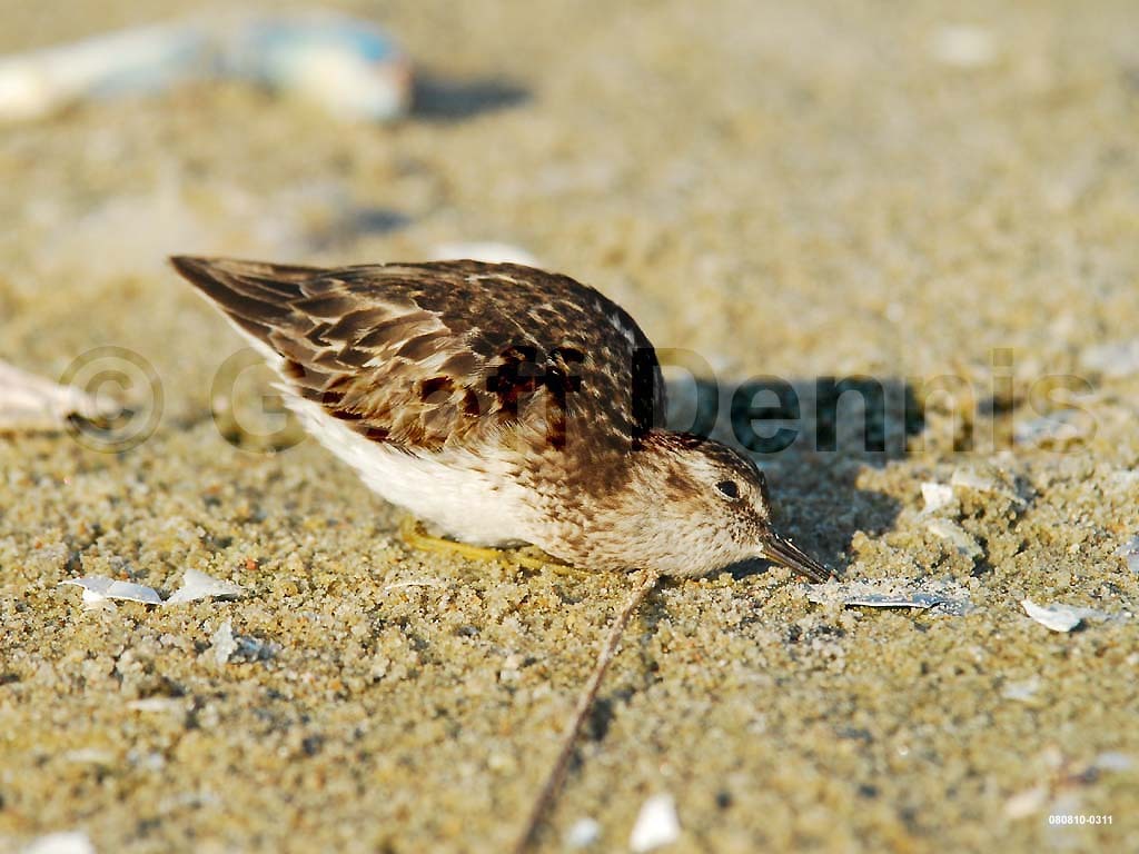 LESA-AI_Least-Sandpiper