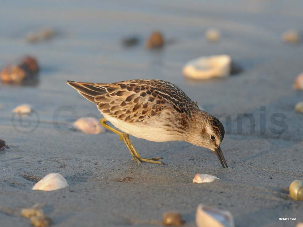 LESA-AJ_Least-Sandpiper