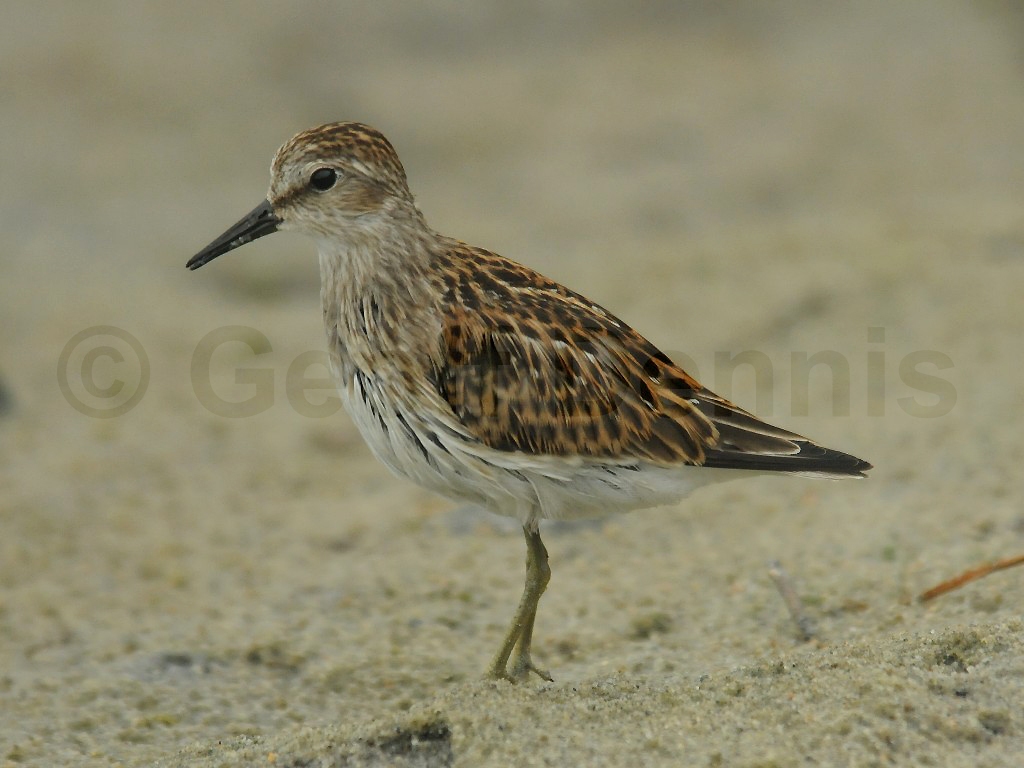 LESA-AK_Least-Sandpiper