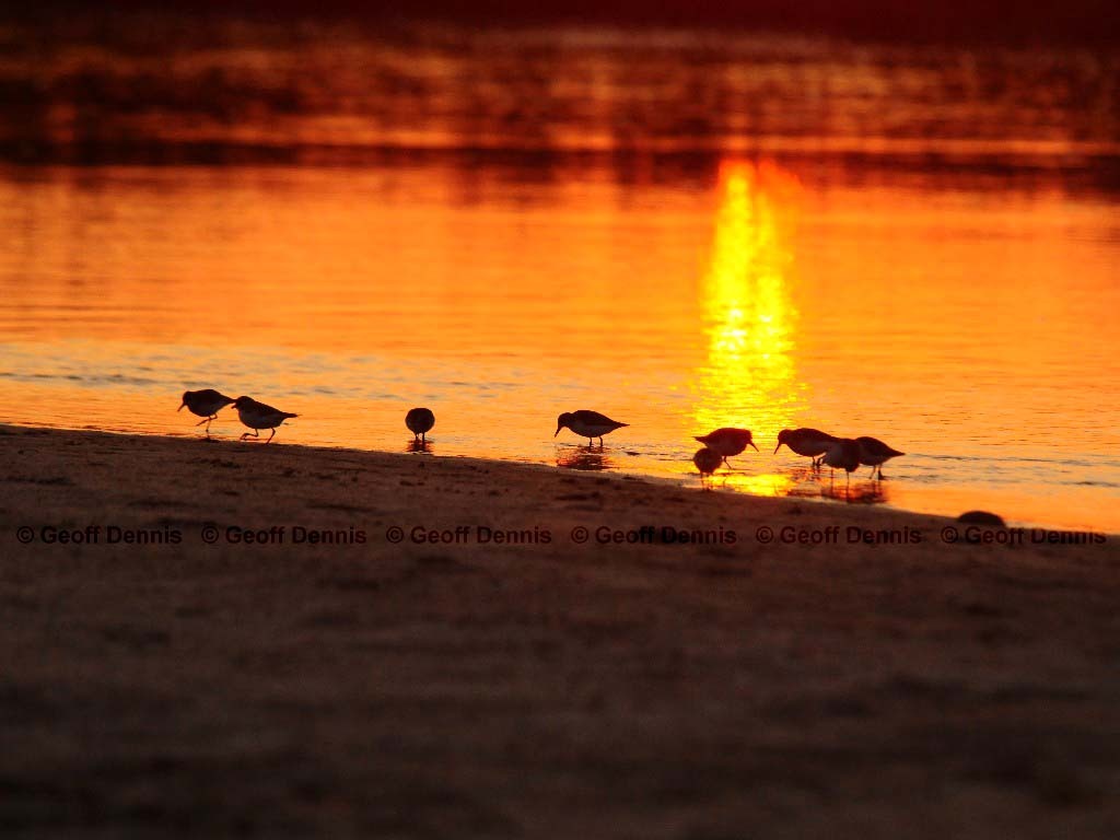 LESA-AL_Least-Sandpiper