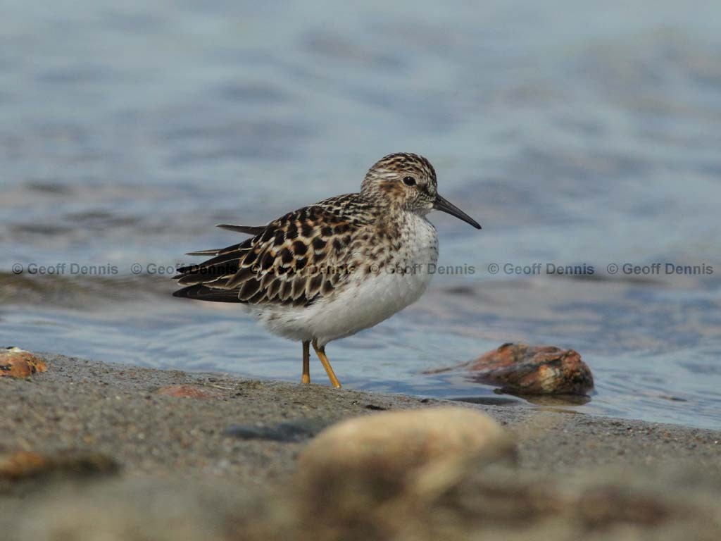 LESA-AM_Least-Sandpiper