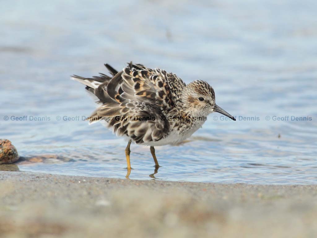 LESA-AN_Least-Sandpiper