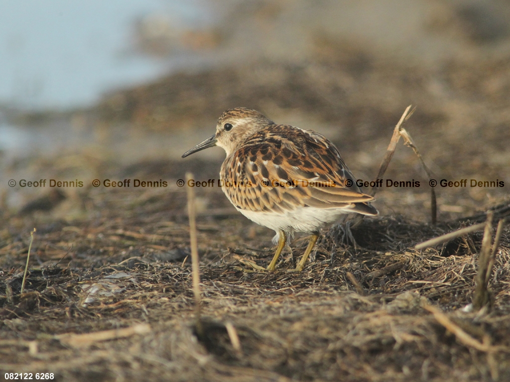 LESA-AO_Least-Tern