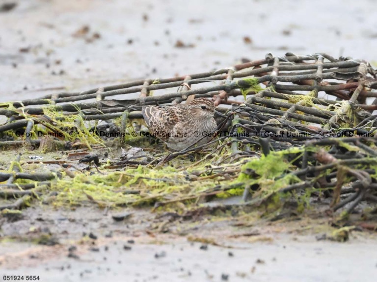 LESA-AR_Least-Sandpiper