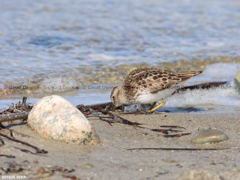 LESA-AS_Least-Sandpiper