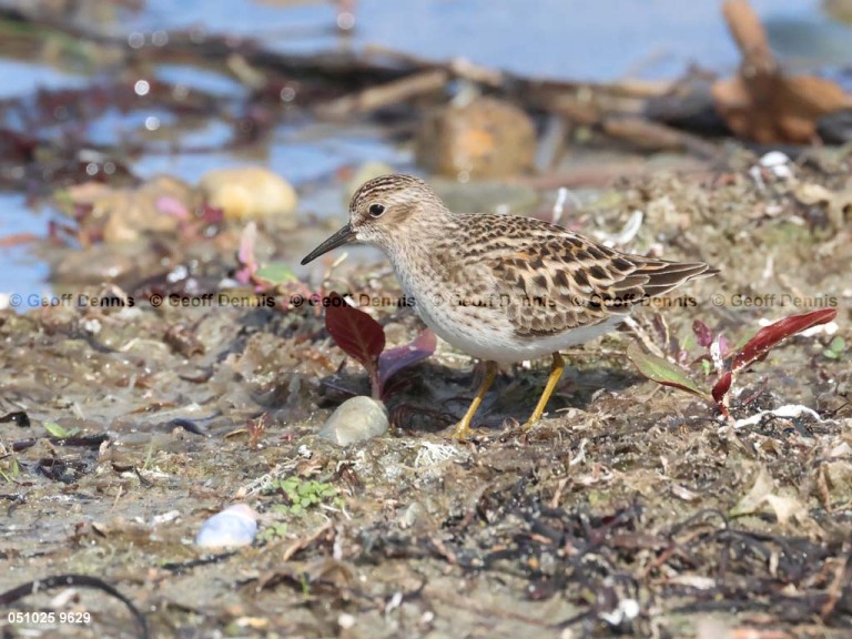 LESA-AT_Least-Sandpiper