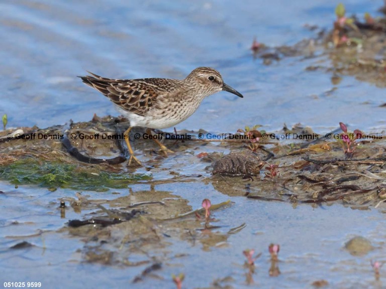LESA-AU_Least-Sandpiper