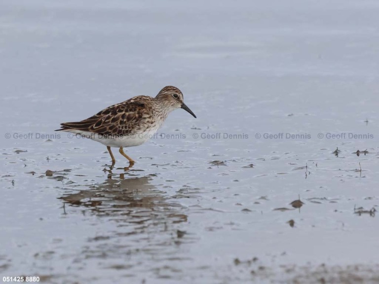 LESA-AV_Least-Sandpiper
