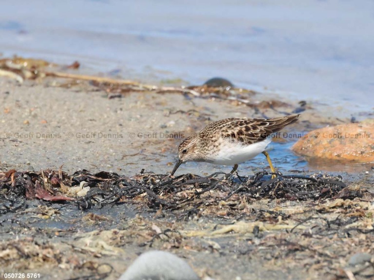 LESA-AW_Least-Sandpiper