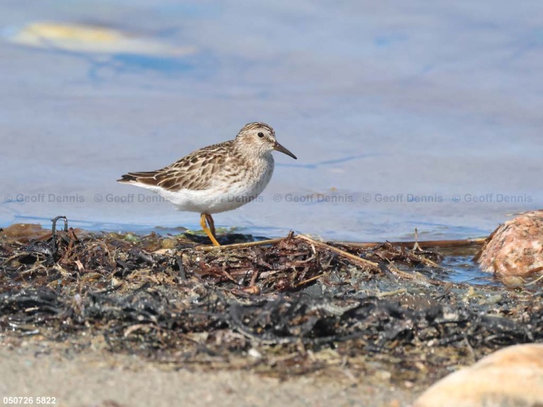 LESA-AX_Least-Sandpiper