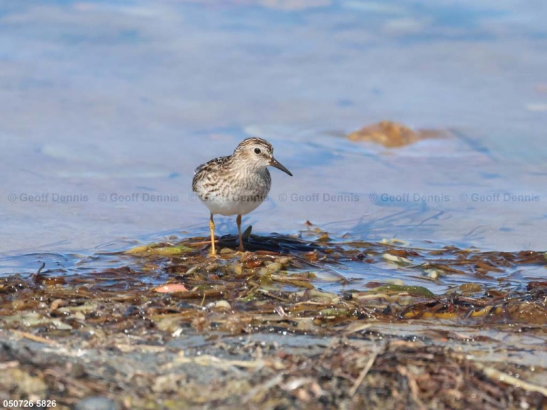 LESA-AY_Least-Sandpiper