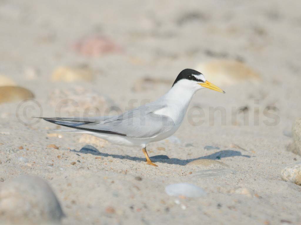 LETE-AA_Least-Tern