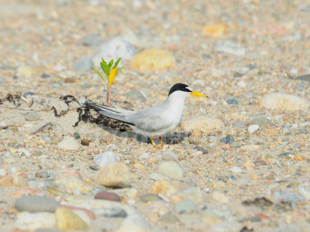 LETE-AB_Least-Tern